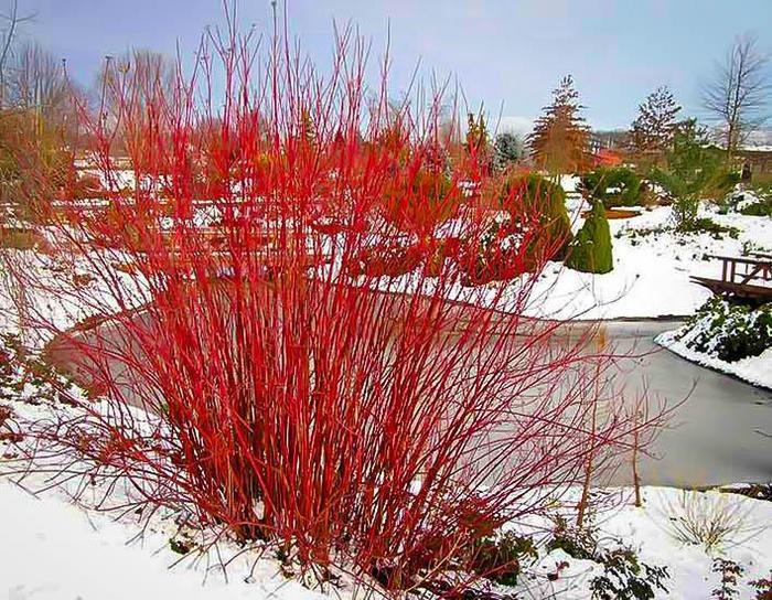Cornus Sericea 'baileyi' - View 2 from www redcrocus com