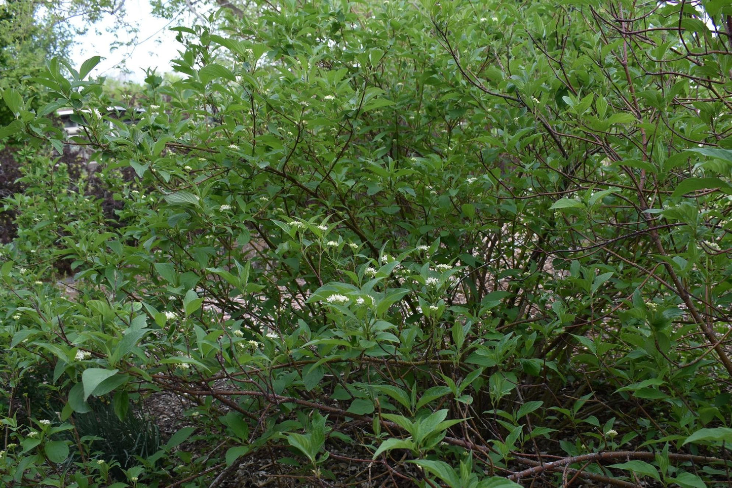 Cornus Sericea 'baileyi' - View 30 from www redcrocus com