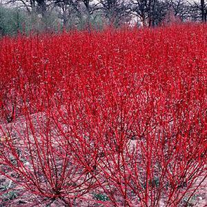 Cornus Sericea 'baileyi' - View 3 from www redcrocus com