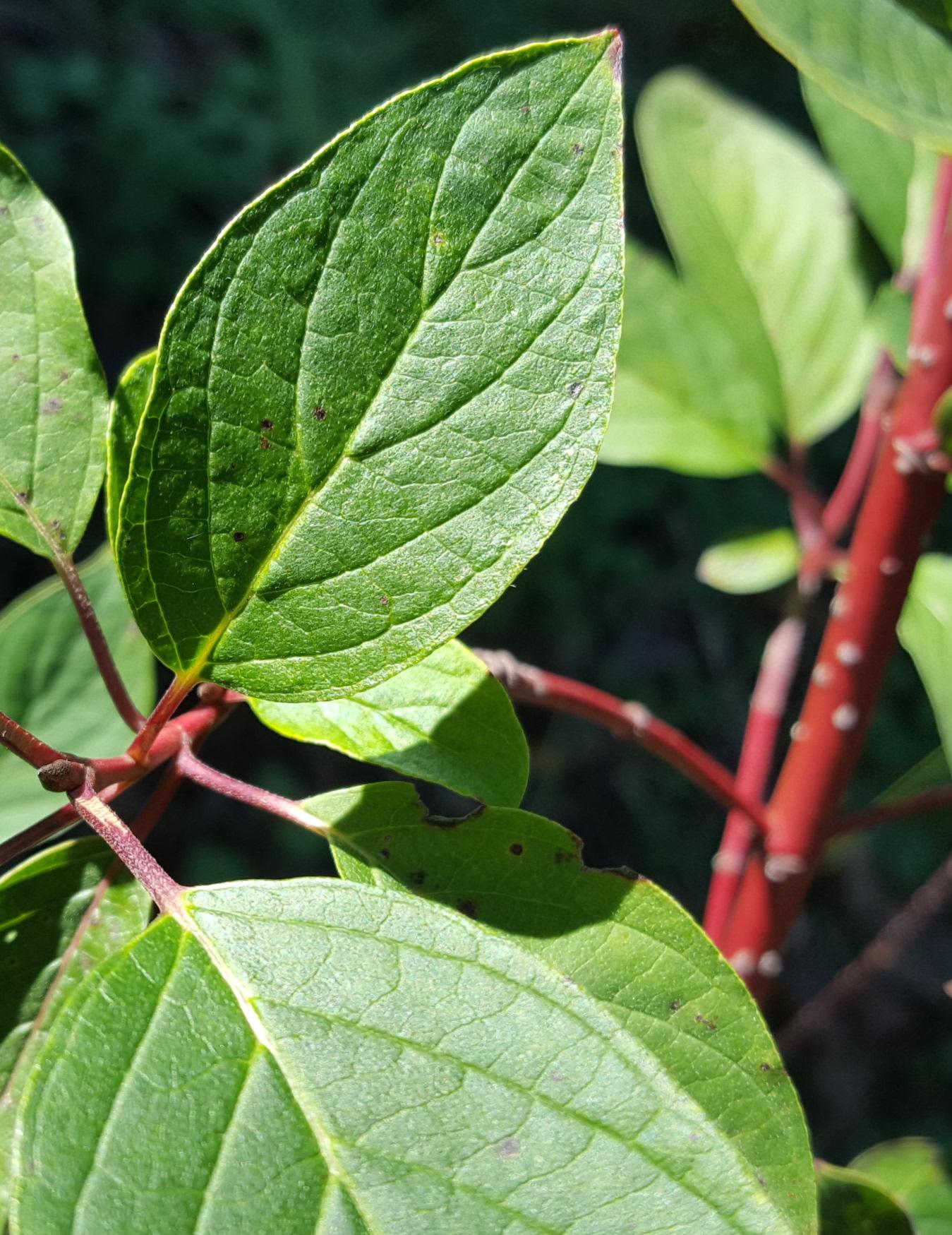 Cornus Sericea 'baileyi' - View 5 from www redcrocus com
