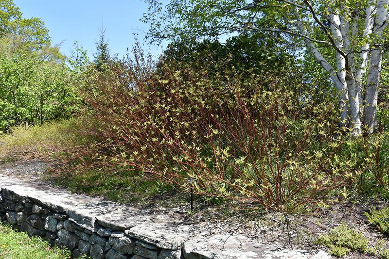 Cornus Sericea 'baileyi' - View 6 from www redcrocus com
