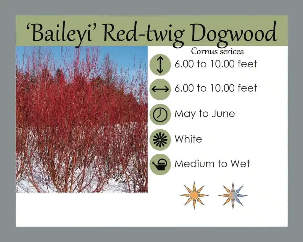 Cornus Sericea 'baileyi' - View 8 from www redcrocus com