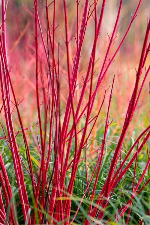 Cornus Sericea 'baileyi' - View 9 from www redcrocus com