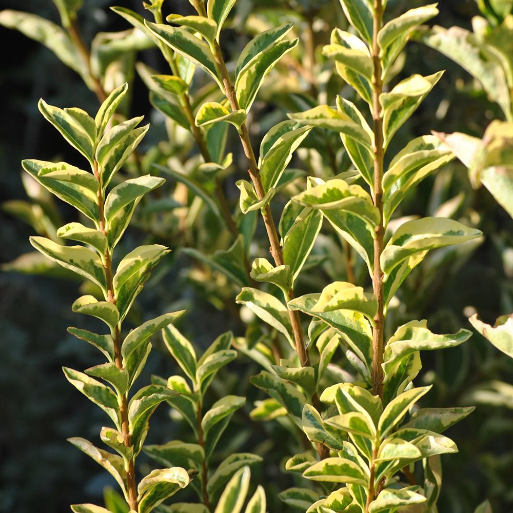 Ligustrum Ovalifolium - View 15 from www redcrocus com
