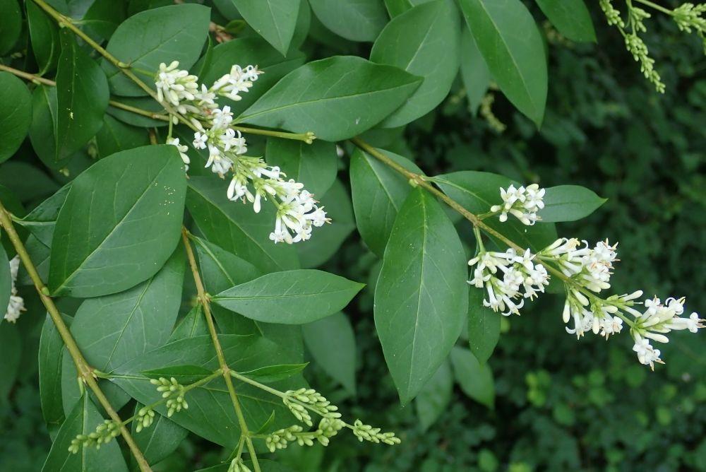 Ligustrum Ovalifolium - View 16 from www redcrocus com
