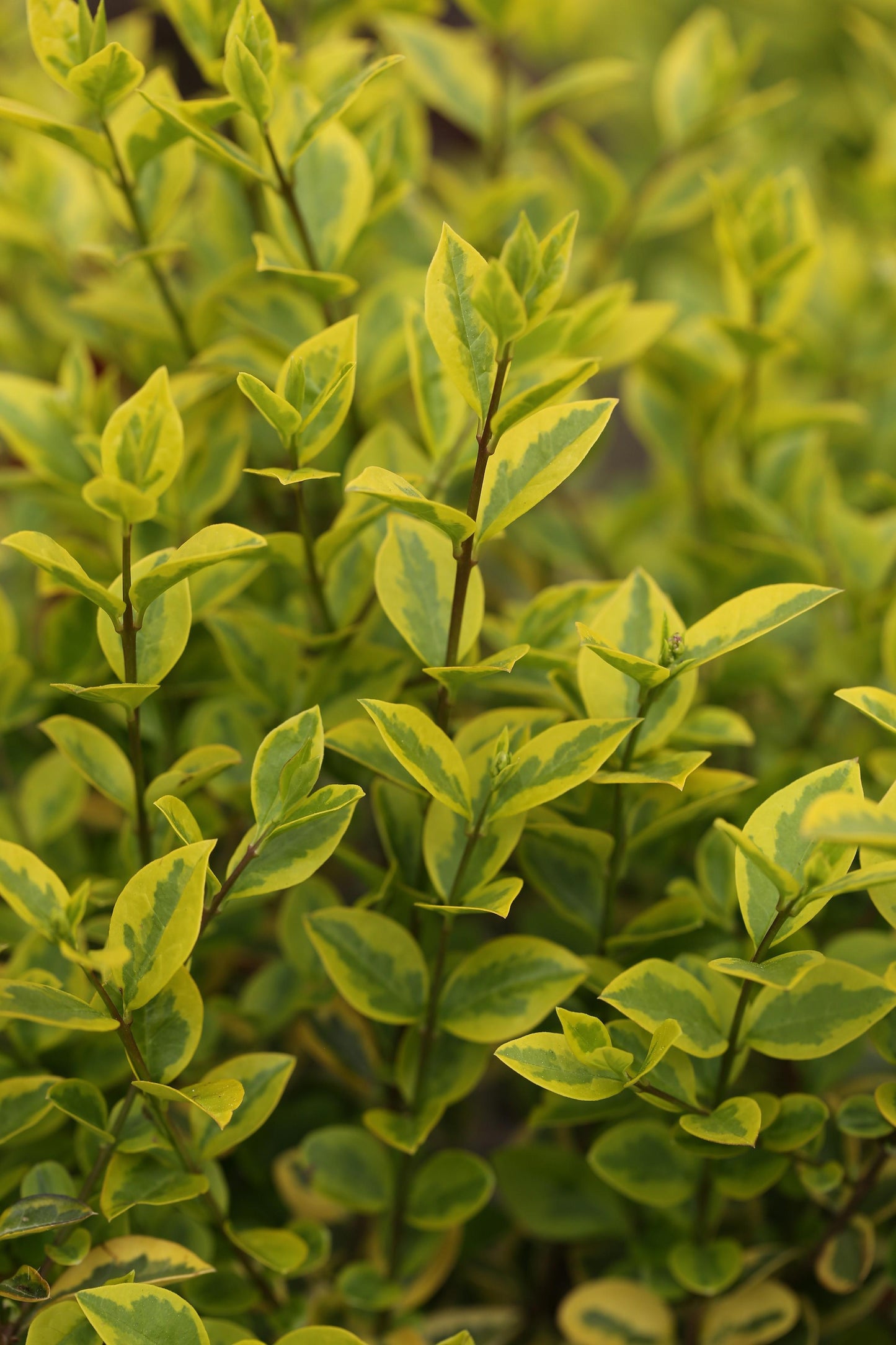 Ligustrum Ovalifolium - View 19 from www redcrocus com