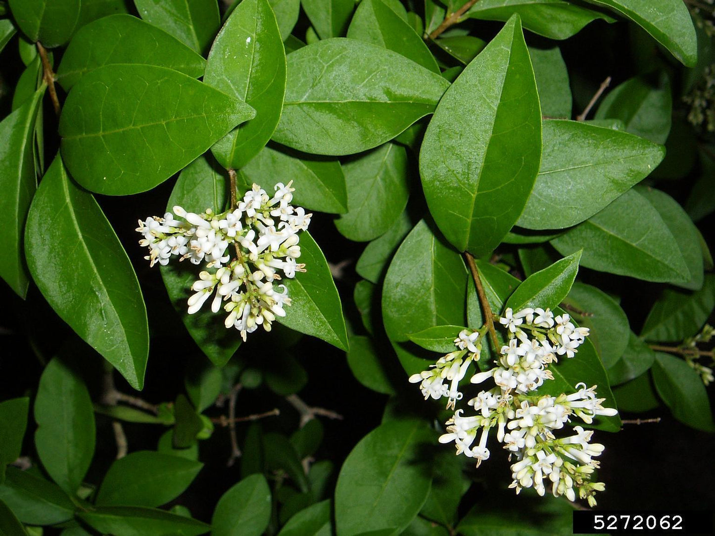 Ligustrum Ovalifolium - View 2 from www redcrocus com