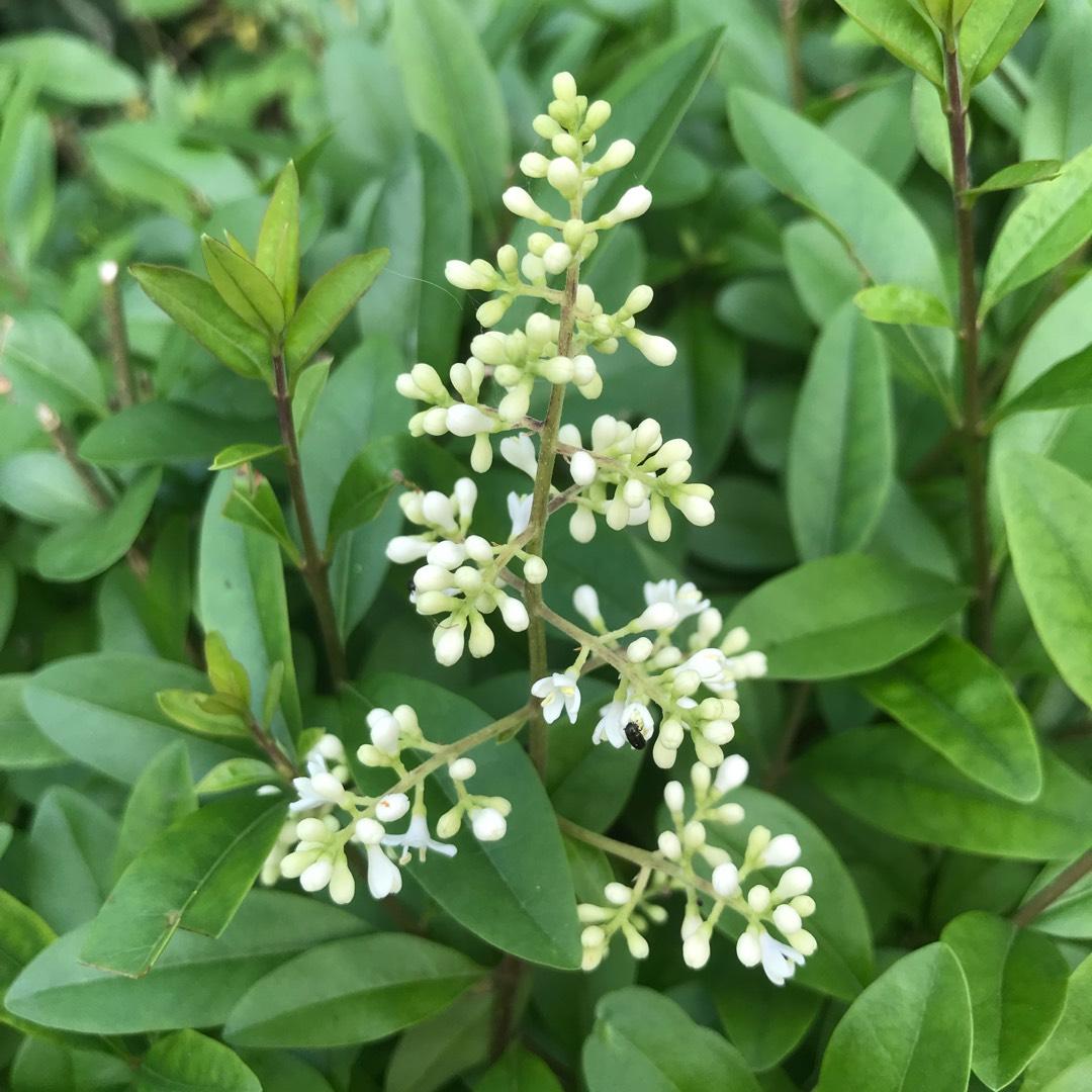 Ligustrum Ovalifolium - View 8 from www redcrocus com