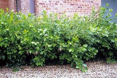Ilex Verticillata Jim Dandy - View 13 from www redcrocus com