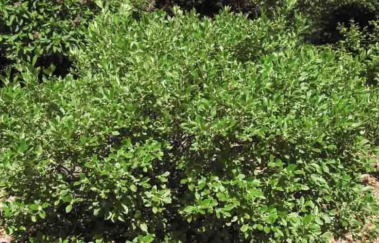 Ilex Verticillata Jim Dandy - View 14 from www redcrocus com