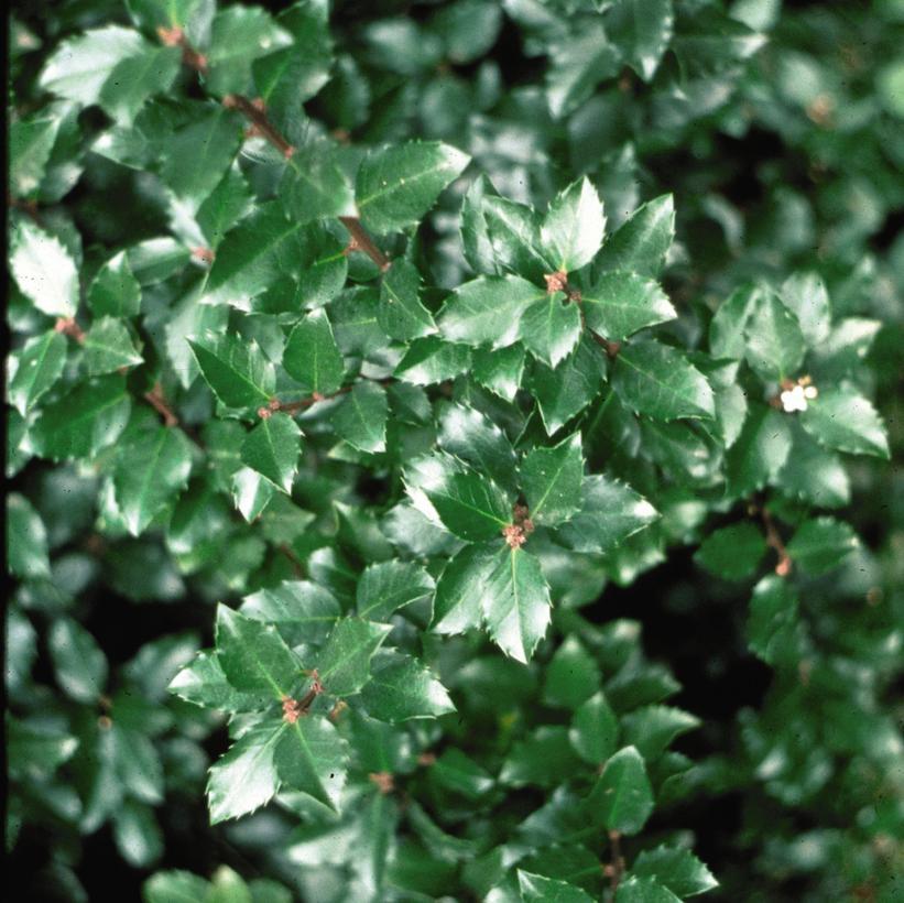 Ilex Verticillata Jim Dandy - View 14 from www redcrocus com