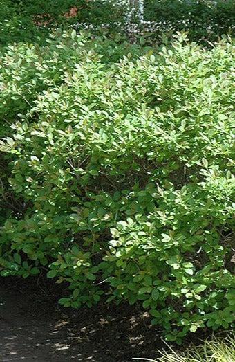 Ilex Verticillata Jim Dandy - View 18 from www redcrocus com