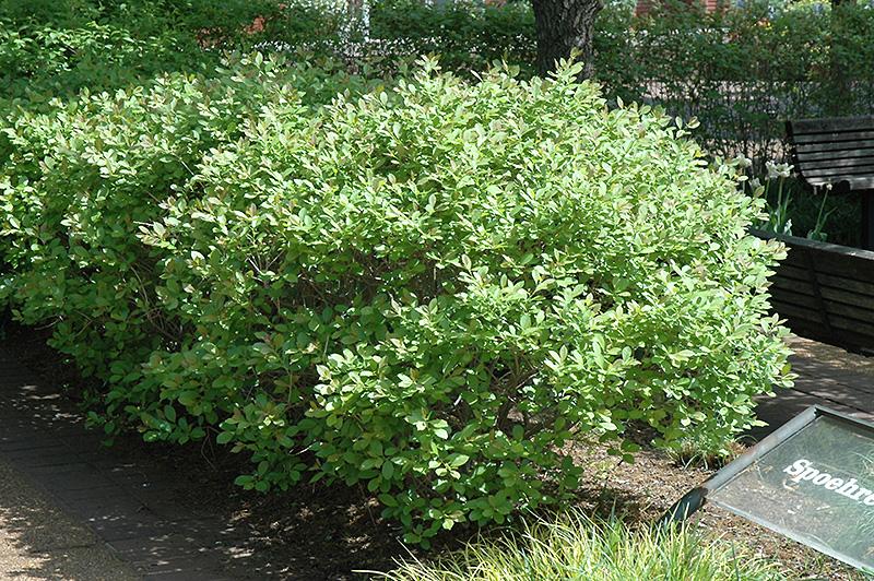 Ilex Verticillata Jim Dandy - View 4 from www redcrocus com