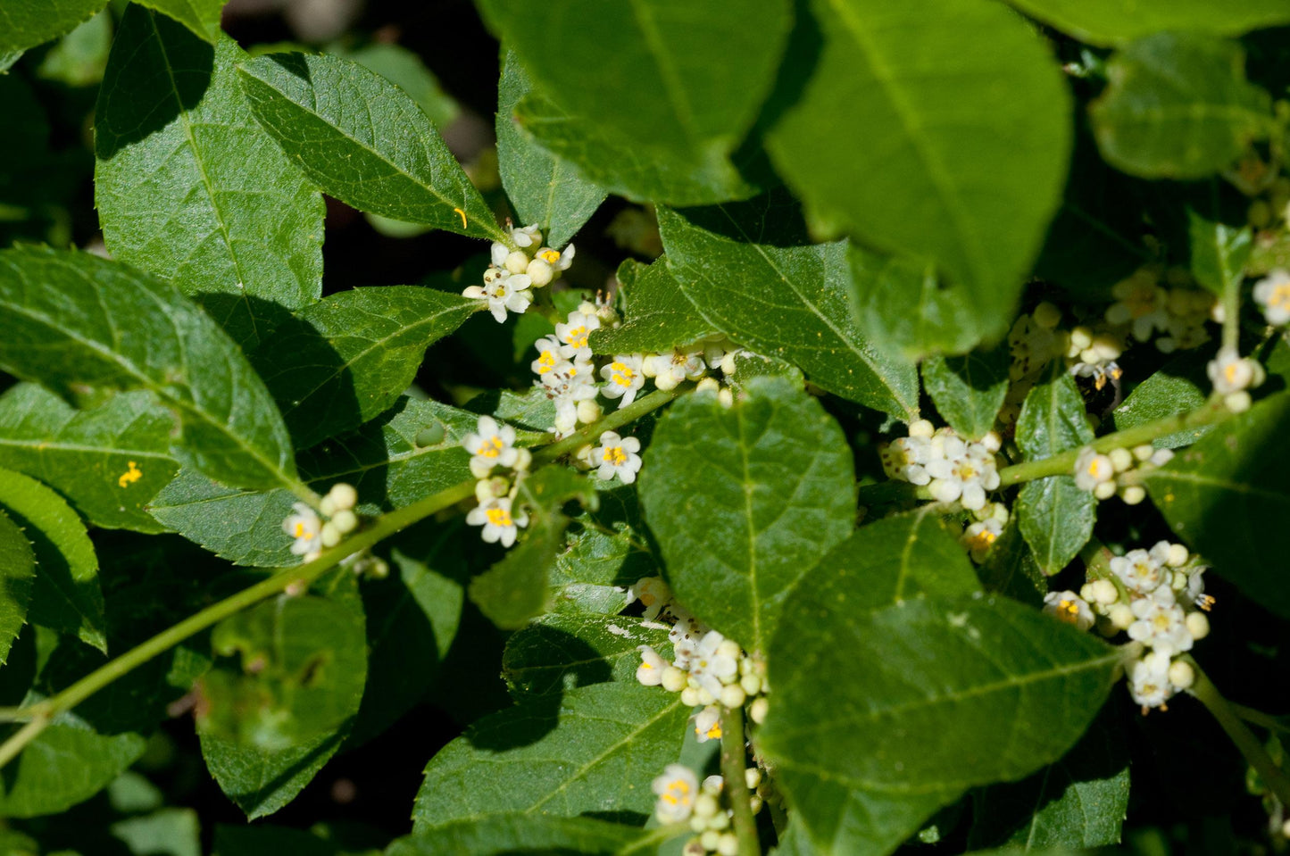 Ilex Verticillata Jim Dandy - View 5 from www redcrocus com