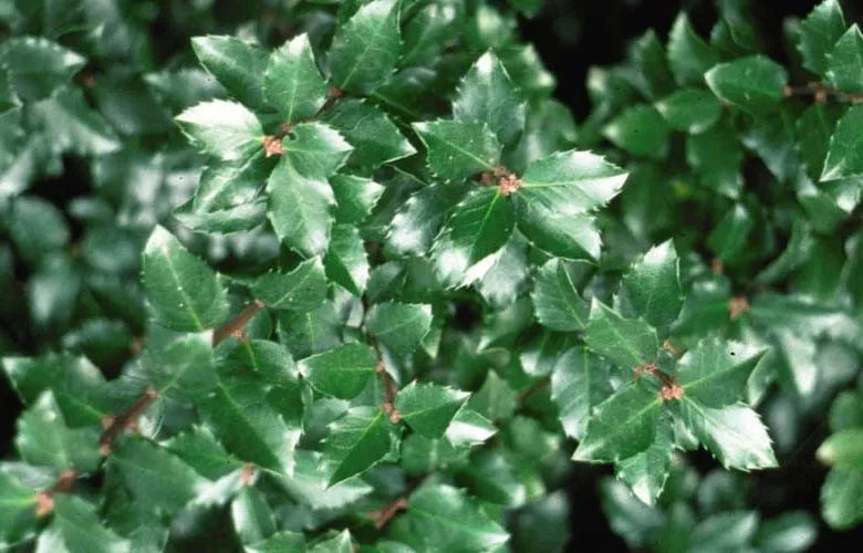 Ilex Verticillata Jim Dandy - View 8 from www redcrocus com