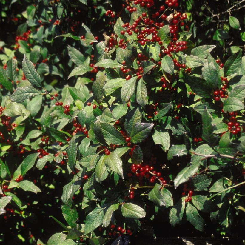 Ilex Verticillata Sparkleberry - View 2 from www redcrocus com