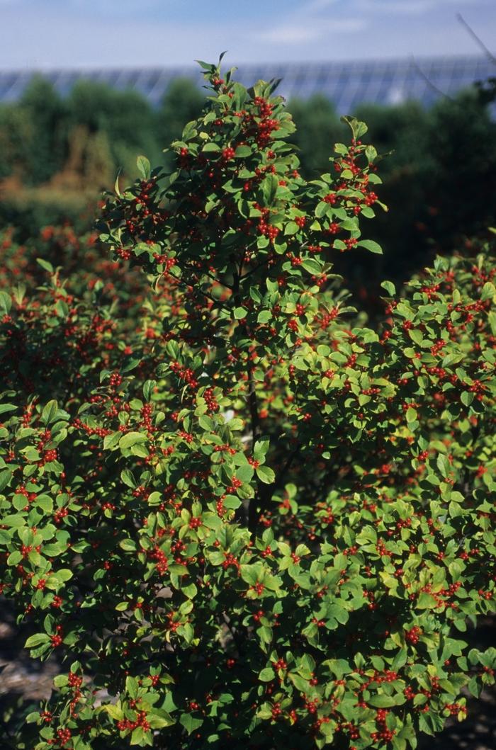Ilex Verticillata Sparkleberry - View 3 from www redcrocus com