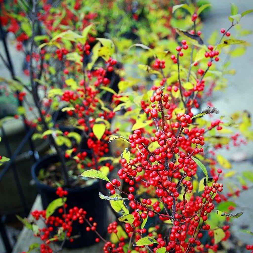 Ilex Verticillata Sparkleberry - View 5 from www redcrocus com