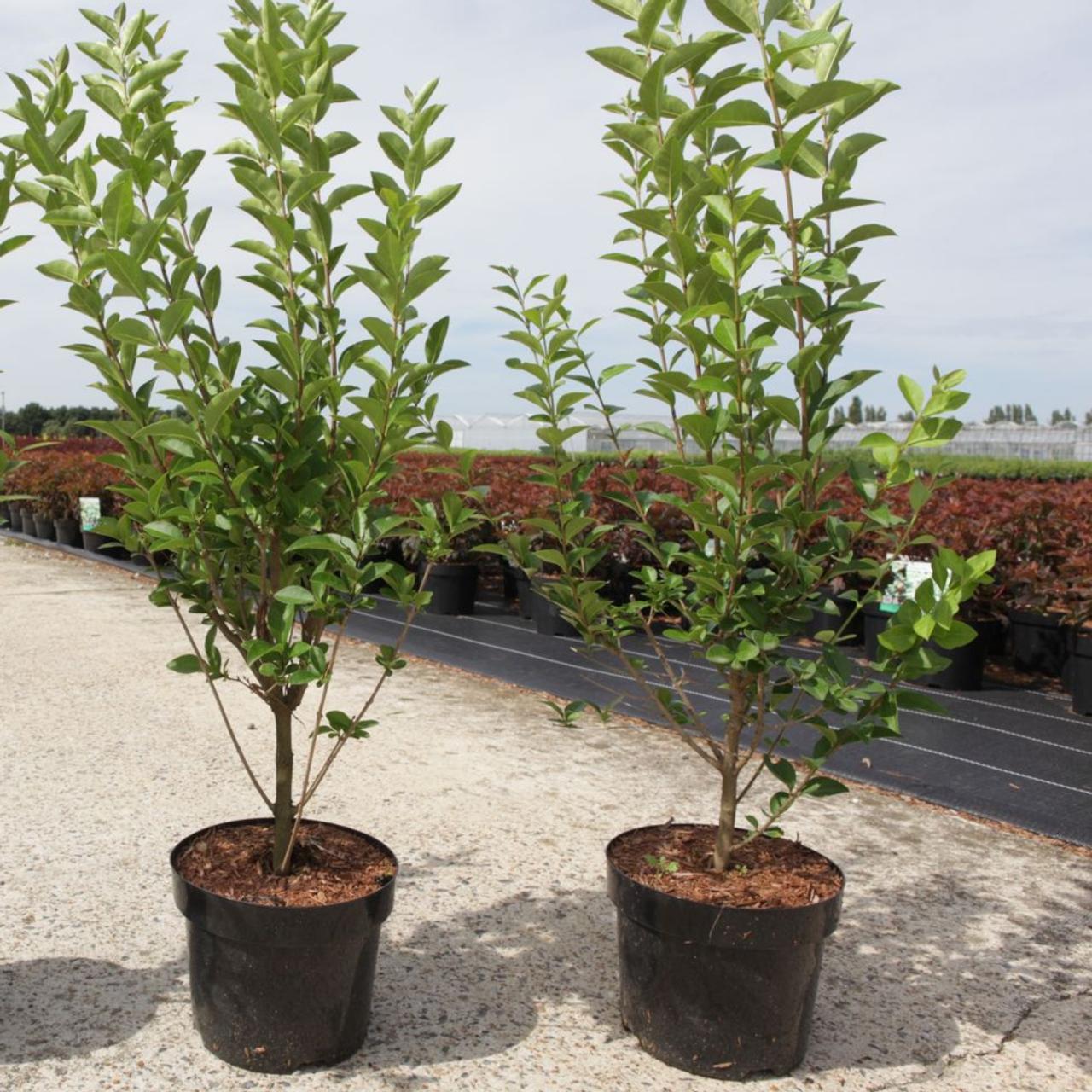 Ligustrum Ovalifolium - View 10 from www redcrocus com