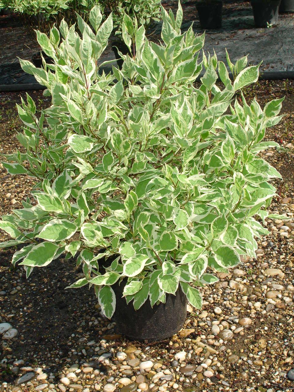 Cornus Alba Ivory Halo - View 10 from www redcrocus com