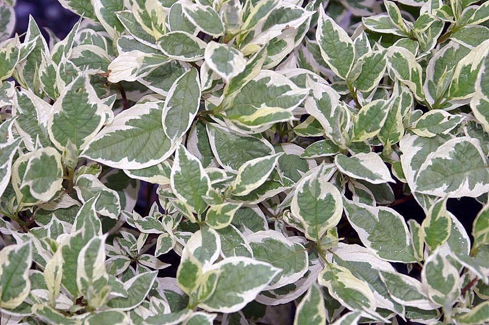 Cornus Alba Ivory Halo - View 12 from www redcrocus com