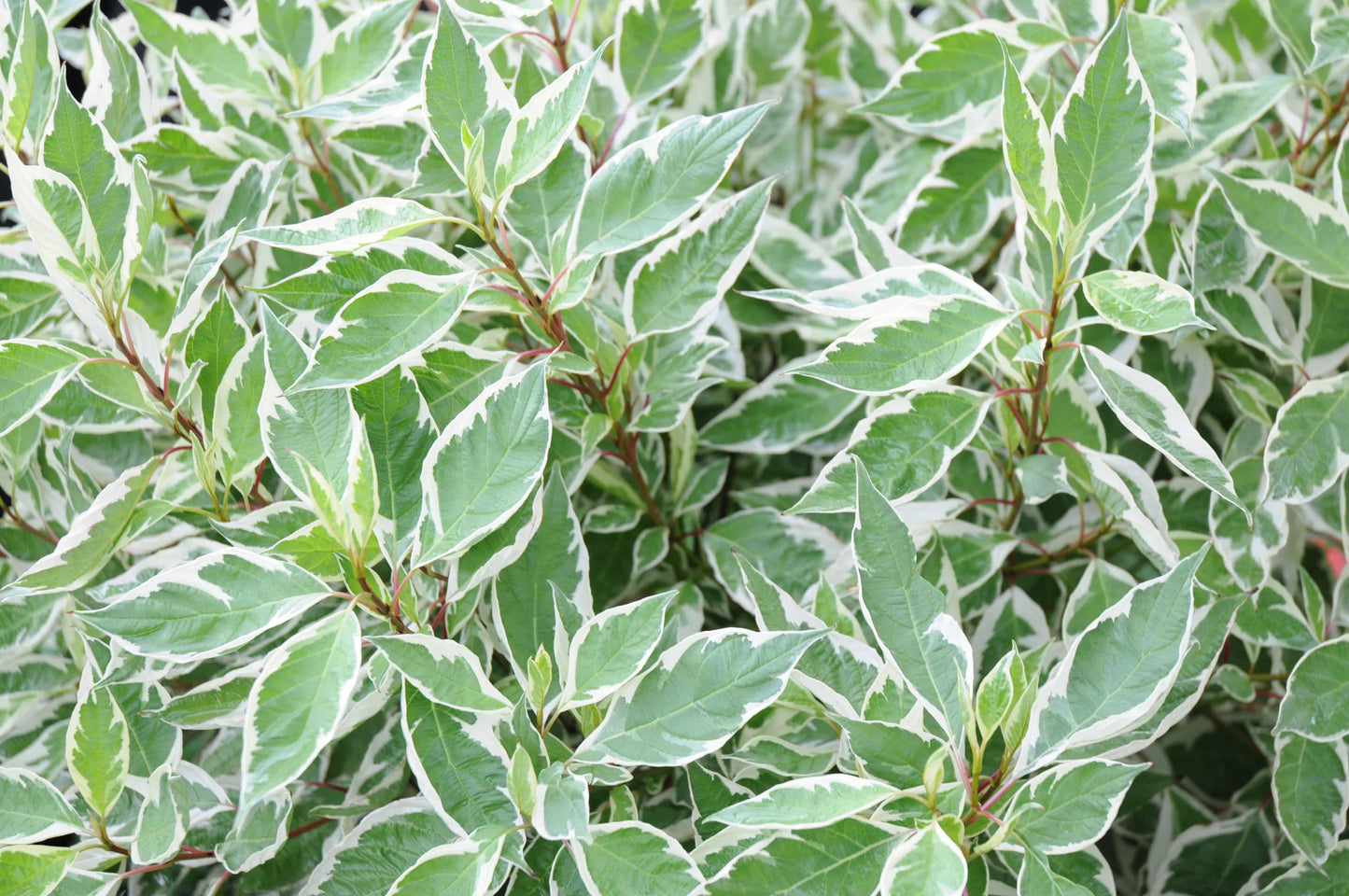 Cornus Alba Ivory Halo - View 14 from www redcrocus com
