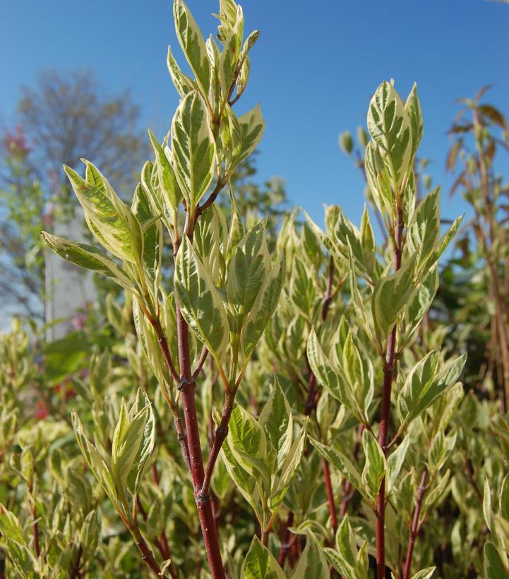 Cornus Alba Ivory Halo - View 15 from www redcrocus com