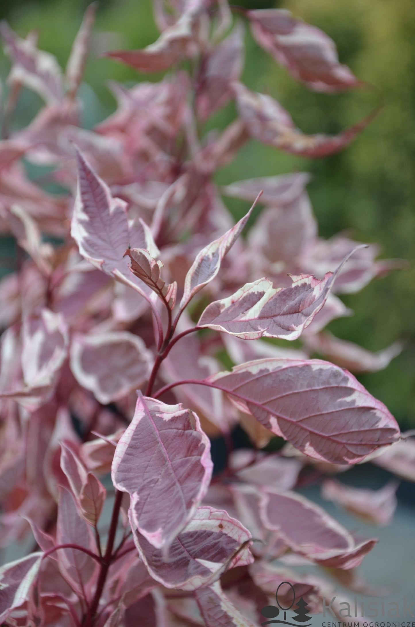 Cornus Alba Ivory Halo - View 18 from www redcrocus com