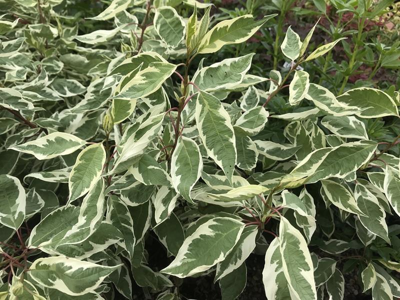Cornus Alba Ivory Halo - View 20 from www redcrocus com