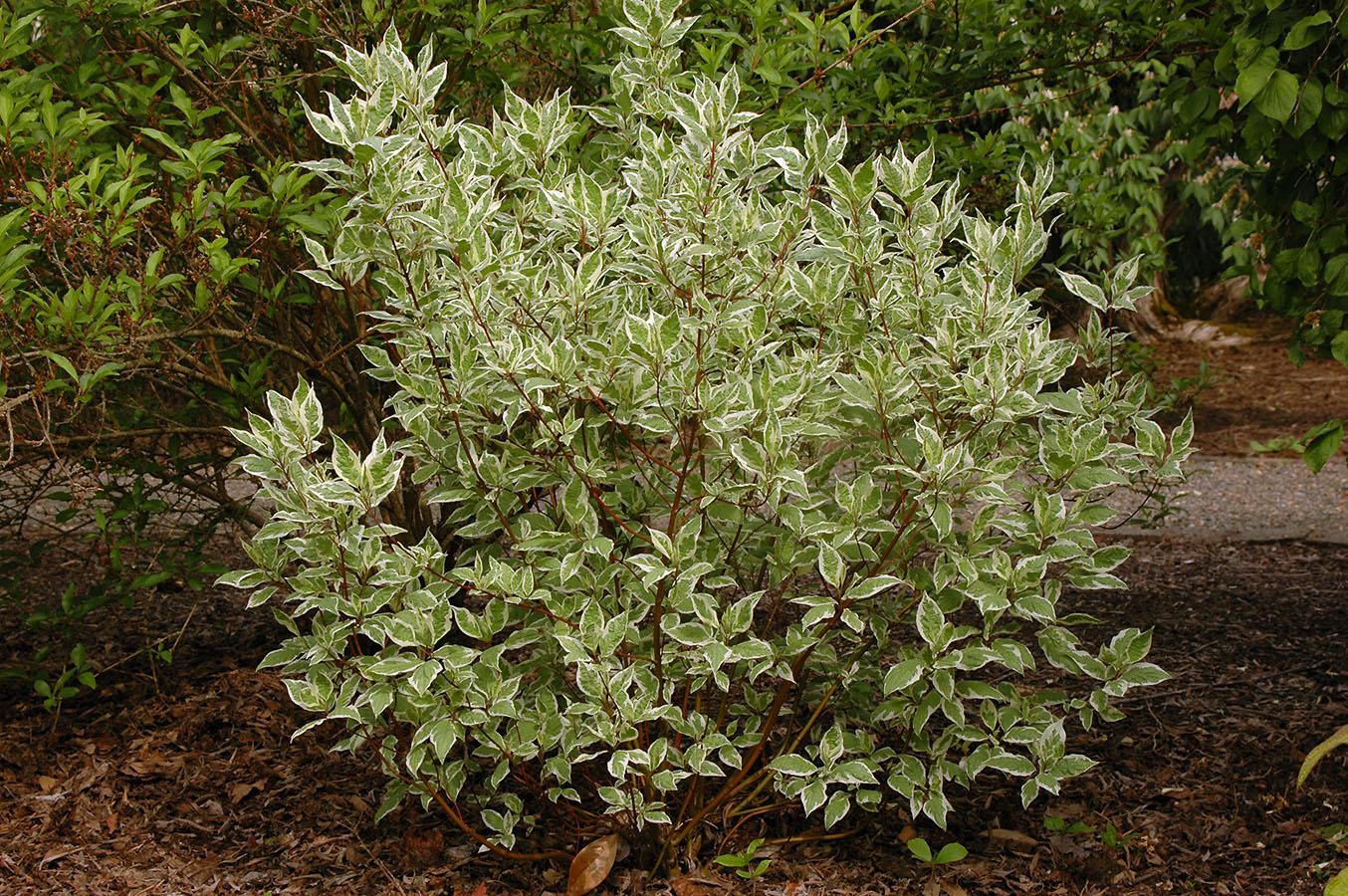Cornus Alba Ivory Halo - View 2 from www redcrocus com