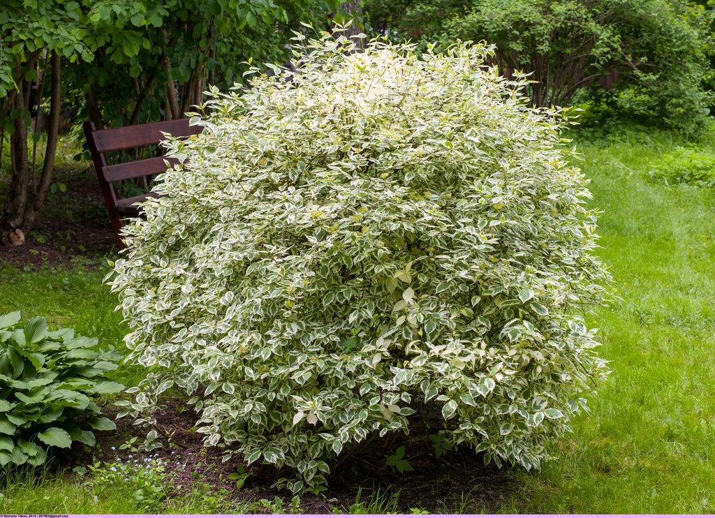 Cornus Alba Ivory Halo - View 3 from www redcrocus com