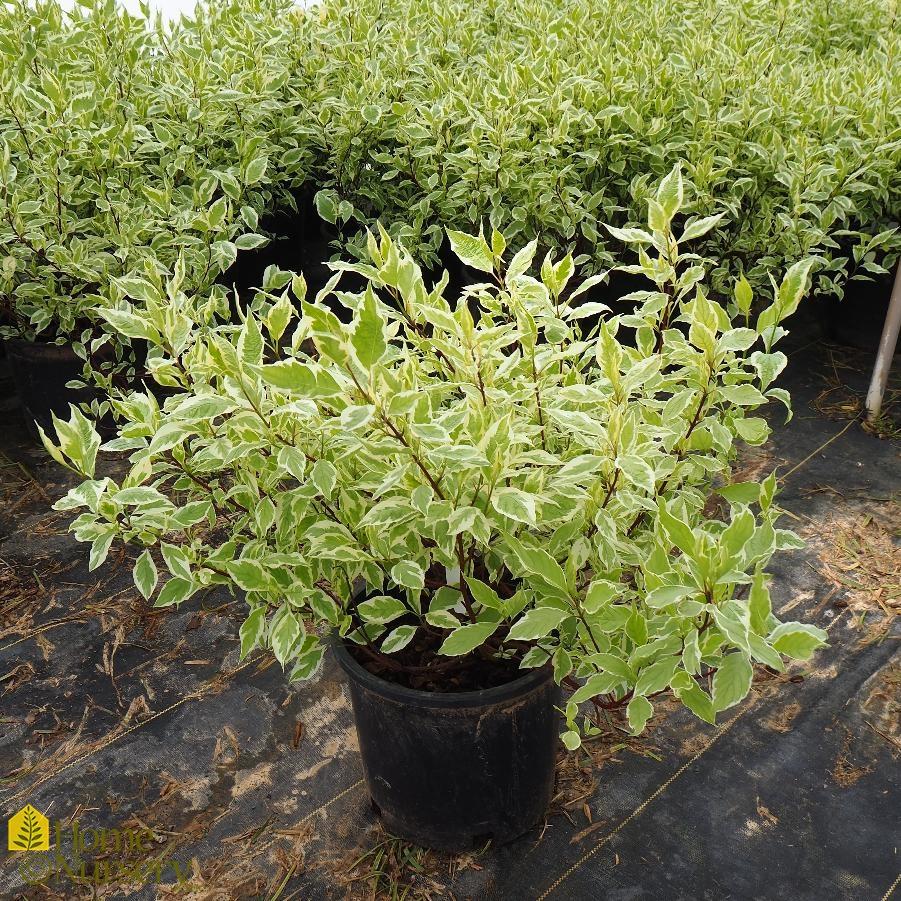 Cornus Alba Ivory Halo - View 5 from www redcrocus com