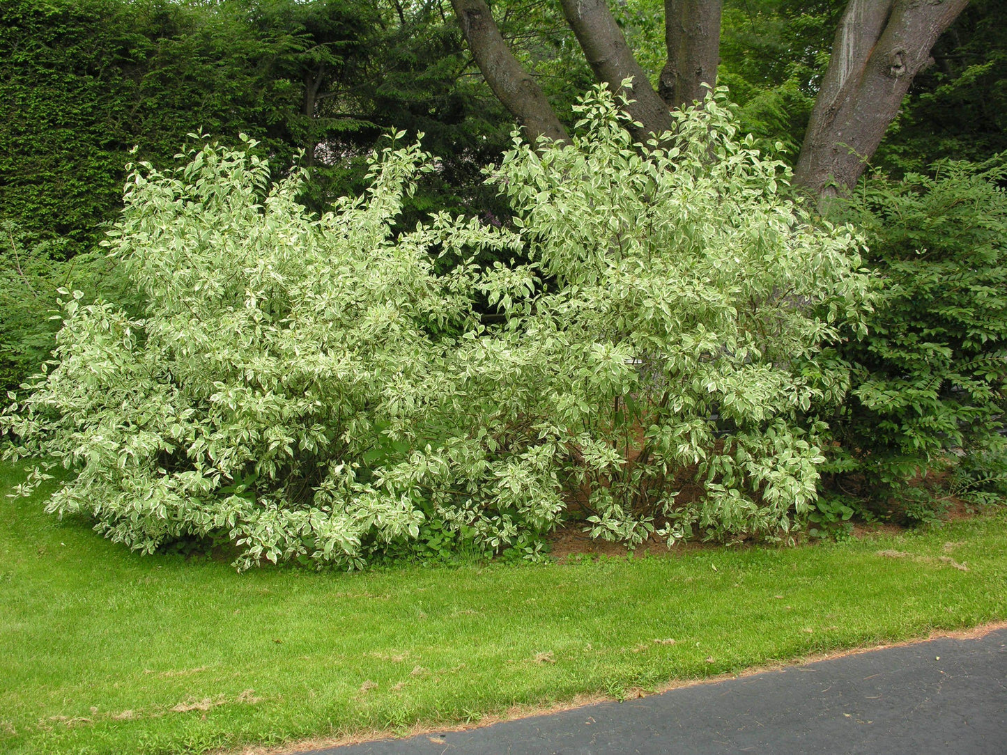 Cornus Alba Ivory Halo - View 7 from www redcrocus com