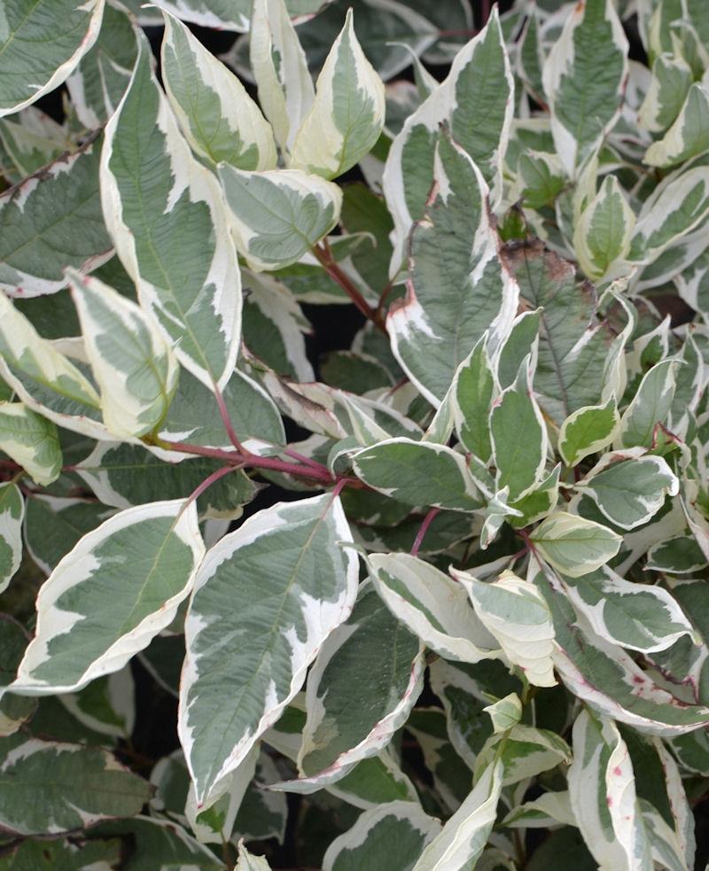 Cornus Alba Ivory Halo - View 8 from www redcrocus com