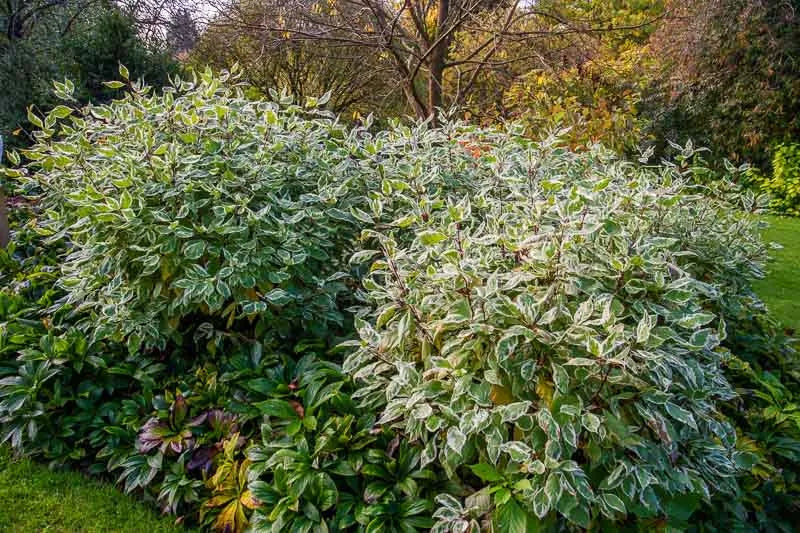 Cornus Alba Ivory Halo - View 9 from www redcrocus com