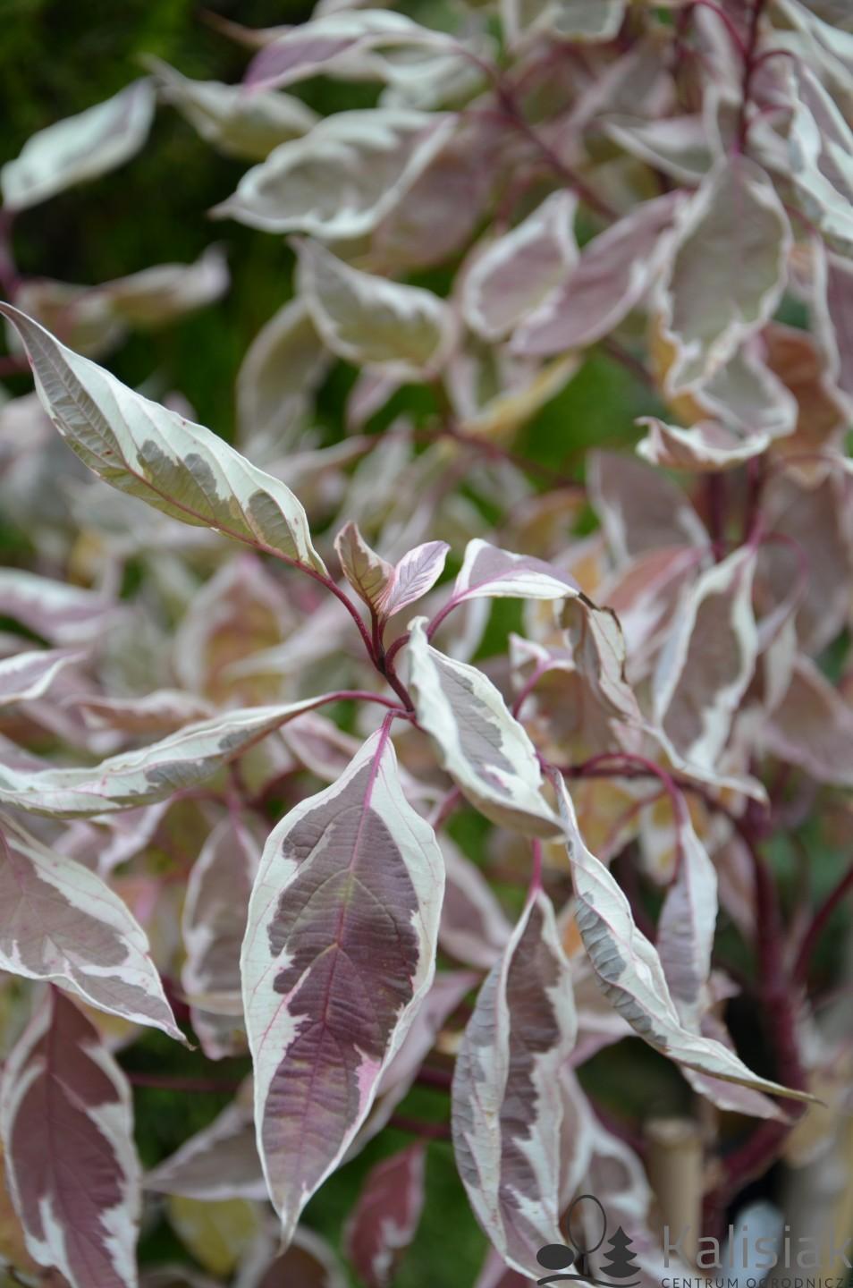 Cornus Alba Ivory Halo - View 9 from www redcrocus com