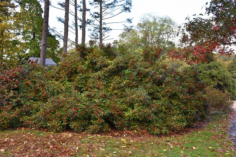 Ilex Verticillata Winter Red - View 12 from www redcrocus com