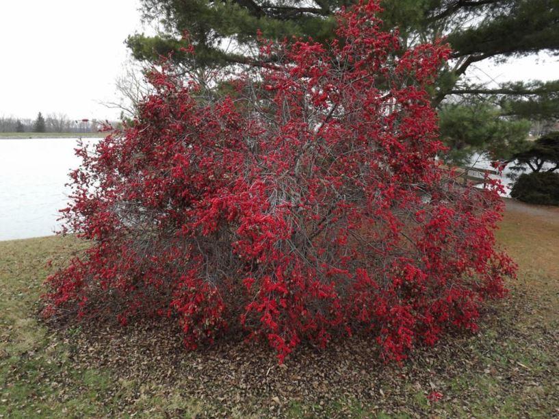 Ilex Verticillata Winter Red - View 16 from www redcrocus com
