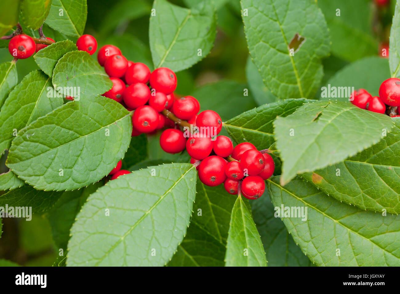 Ilex Verticillata Winter Red - View 17 from www redcrocus com