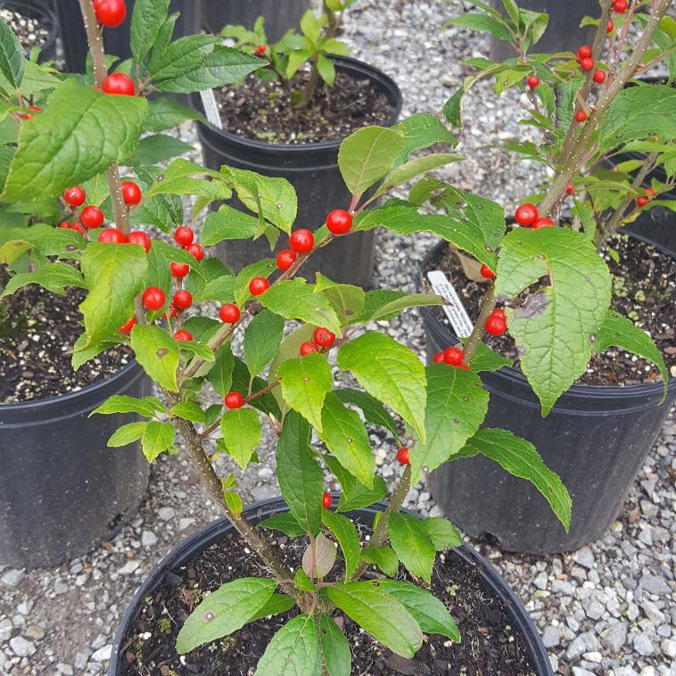 Ilex Verticillata Winter Red - View 20 from www redcrocus com