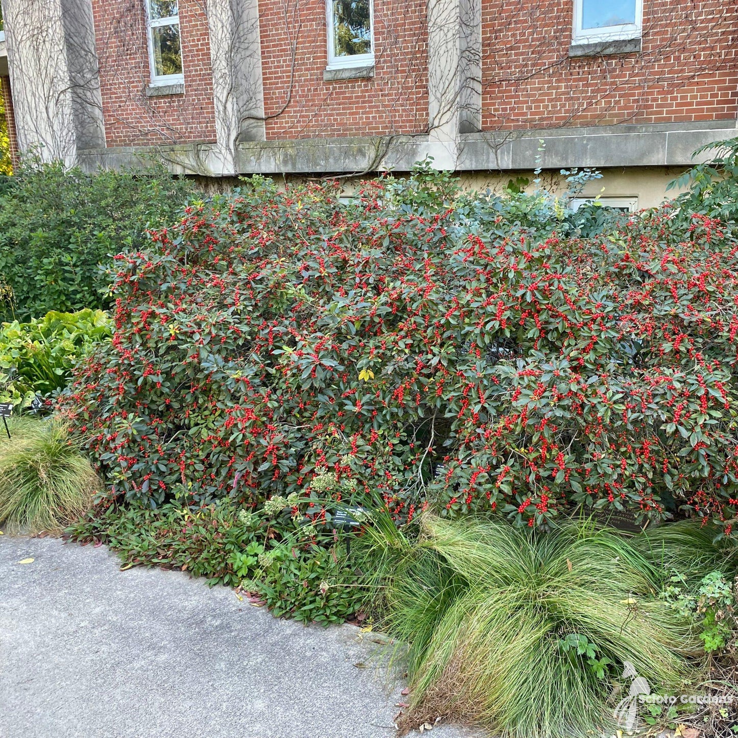 Ilex Verticillata Winter Red - View 3 from www redcrocus com