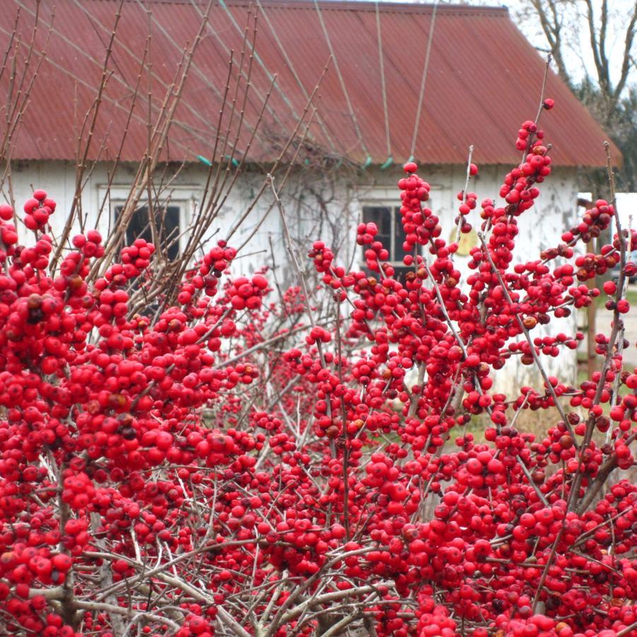 Ilex Verticillata Red Sprite - View 11 from www redcrocus com
