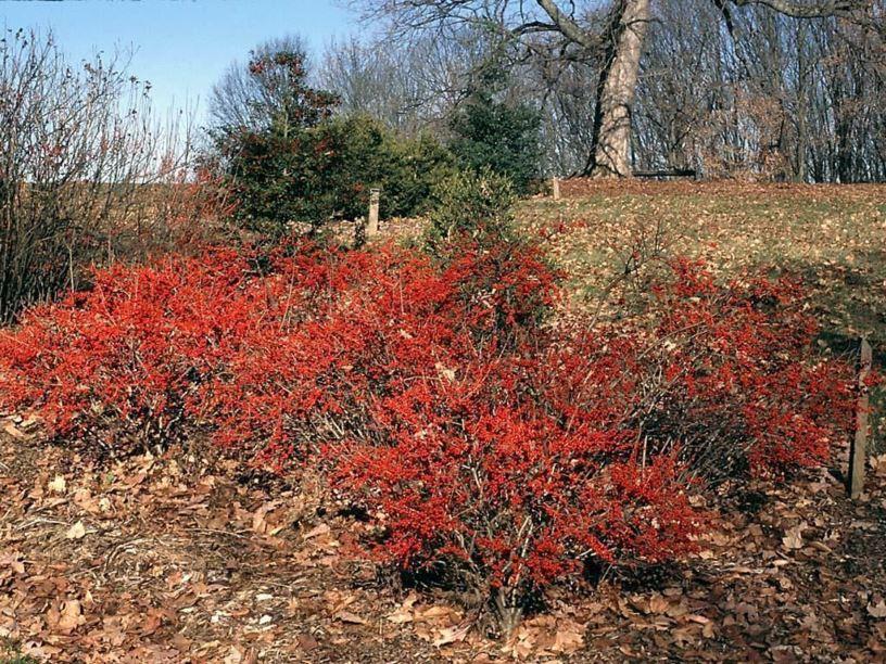 Ilex Verticillata Red Sprite - View 14 from www redcrocus com