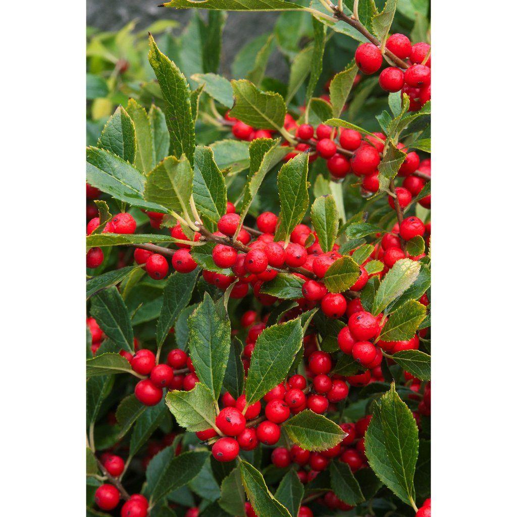 Ilex Verticillata Red Sprite - View 15 from www redcrocus com