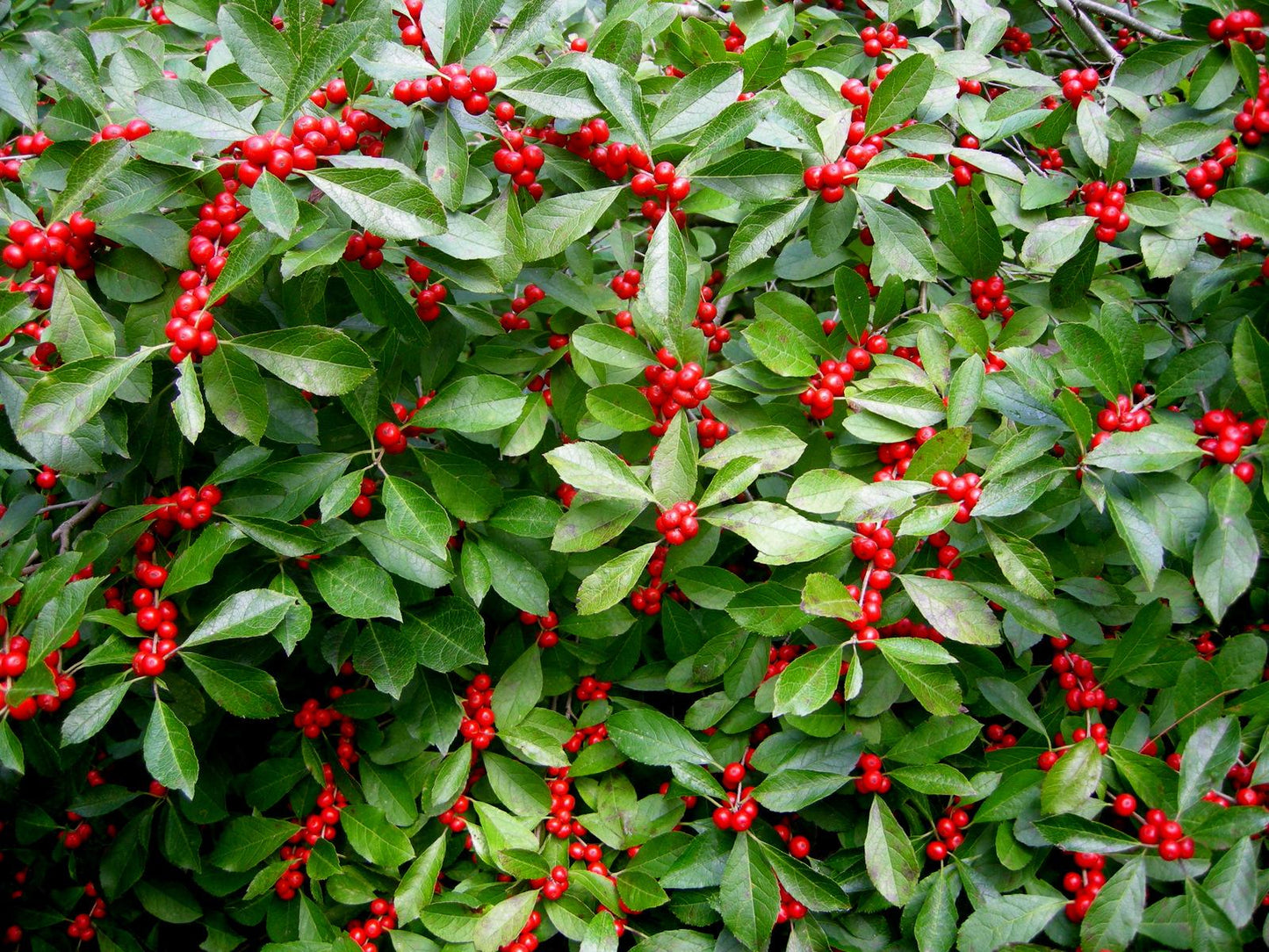 Ilex Verticillata Red Sprite - View 16 from www redcrocus com