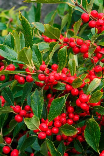 Ilex Verticillata Red Sprite - View 17 from www redcrocus com