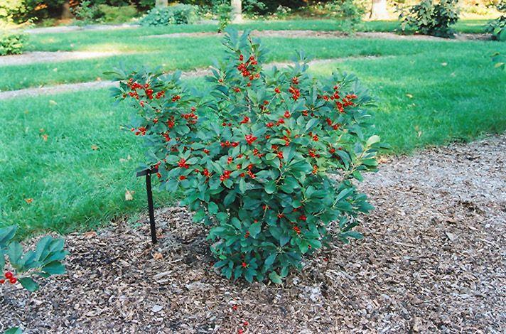 Ilex Verticillata Red Sprite - View 18 from www redcrocus com