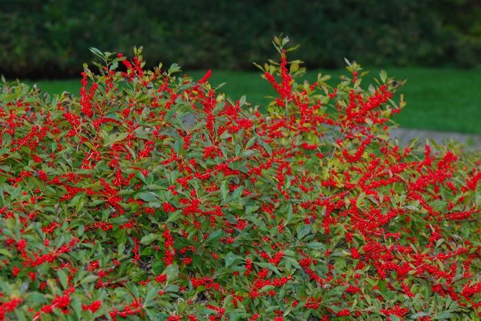 Ilex Verticillata Red Sprite - View 1 from www redcrocus com