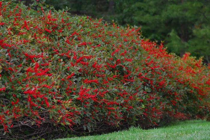 Ilex Verticillata Red Sprite - View 7 from www redcrocus com