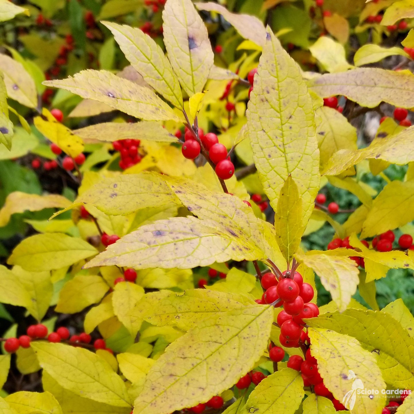 Ilex Verticillata Red Sprite - View 8 from www redcrocus com